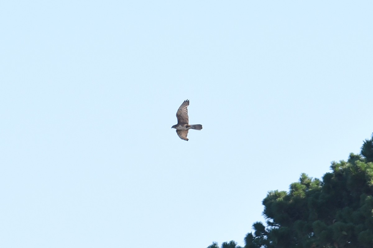 Brown Falcon - ML647388120