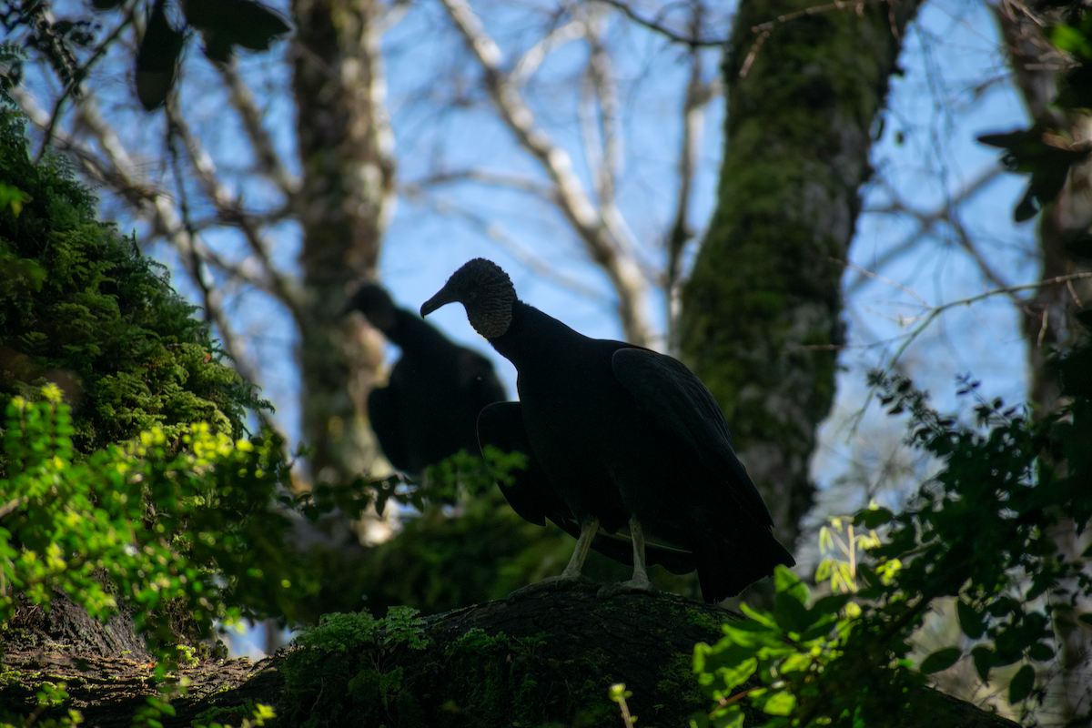 Black Vulture - ML647388139