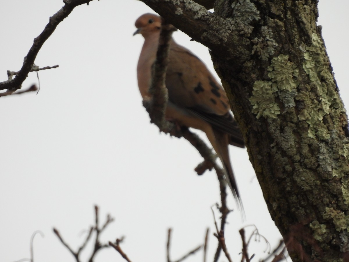 Uzun Kuyruklu Kumru - ML647388140