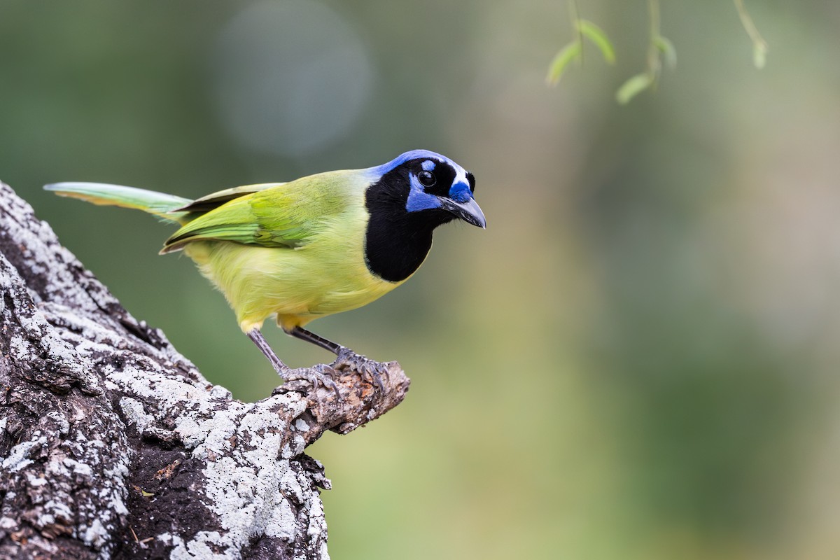 インカサンジャク - ML647388149