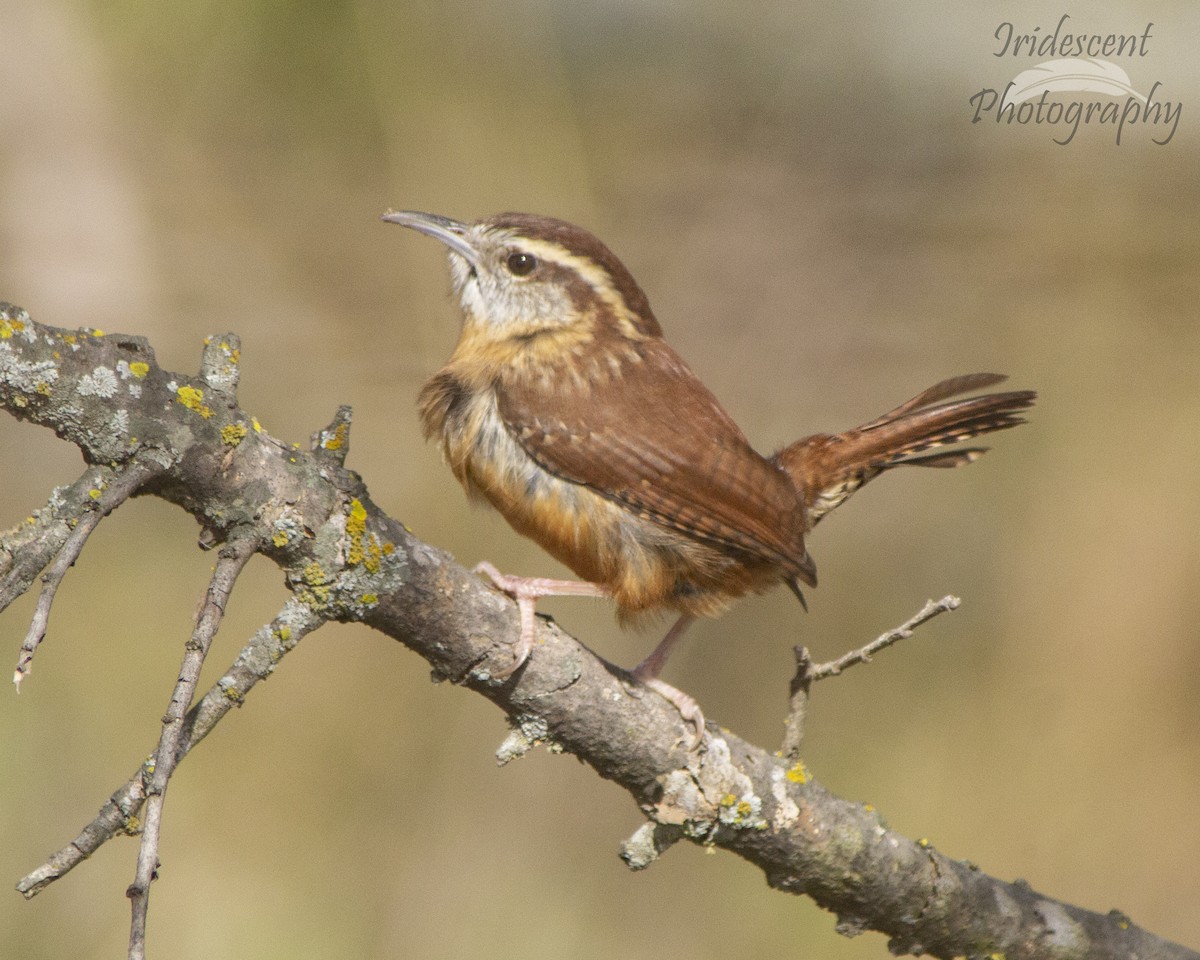 Carolina Wren - ML647388152