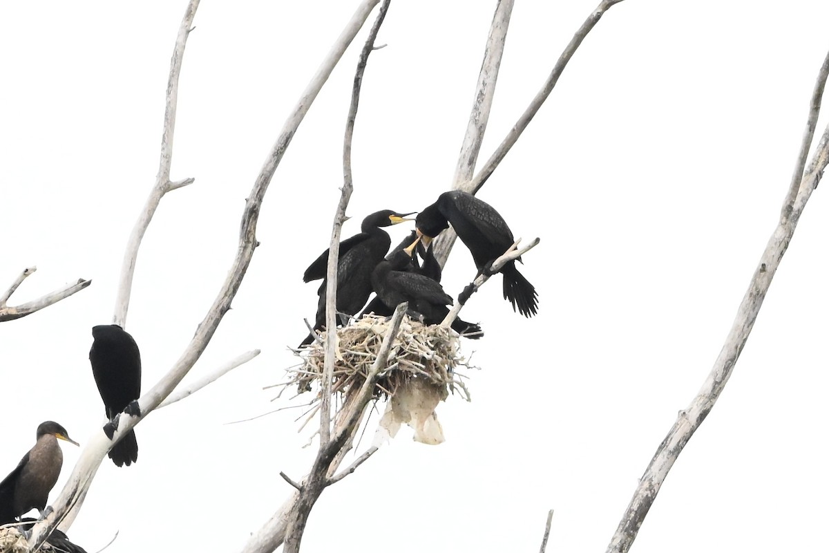 kormorán ušatý - ML647388154