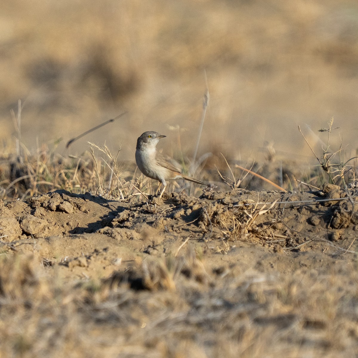 Asian Desert Warbler - ML647388155