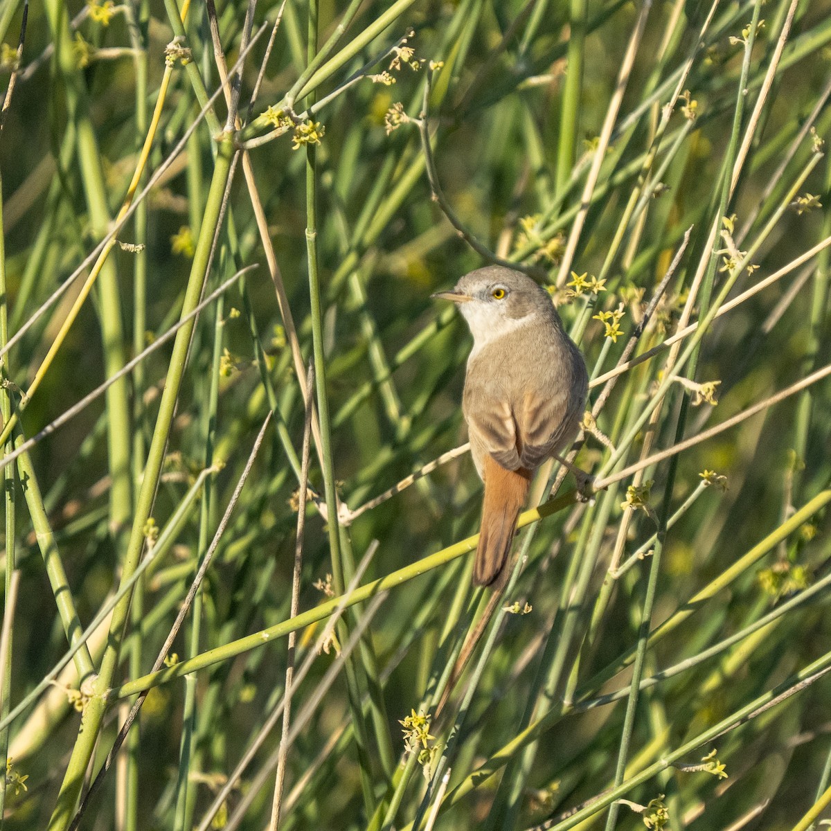 Asian Desert Warbler - ML647388156