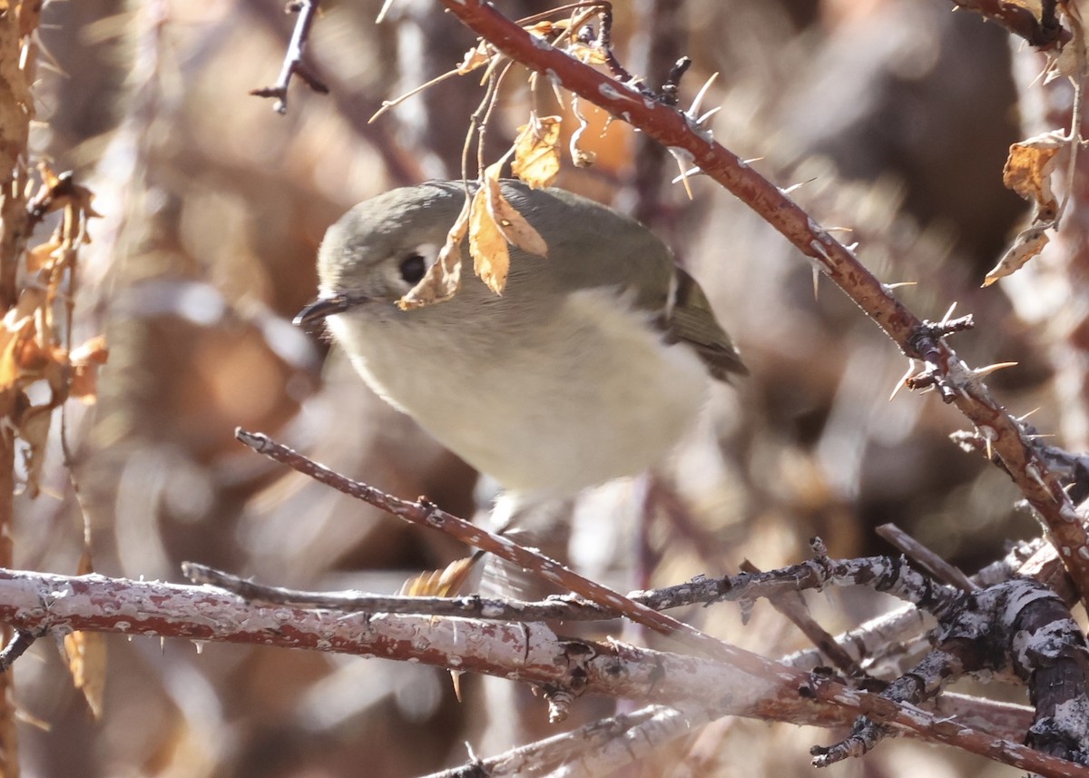 Ruby-crowned Kinglet - ML647388166