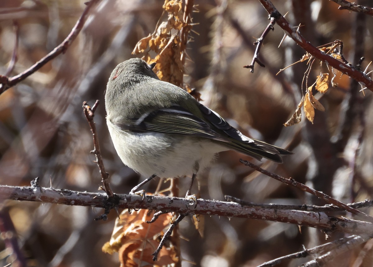 Ruby-crowned Kinglet - ML647388167