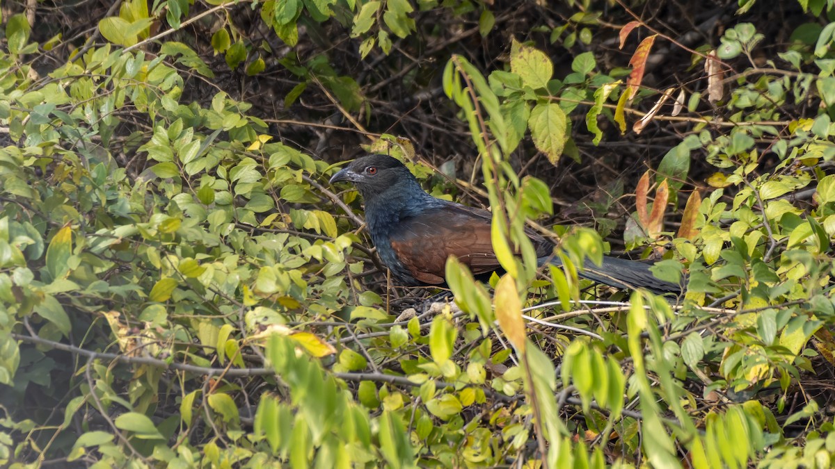 Greater Coucal - ML647388190