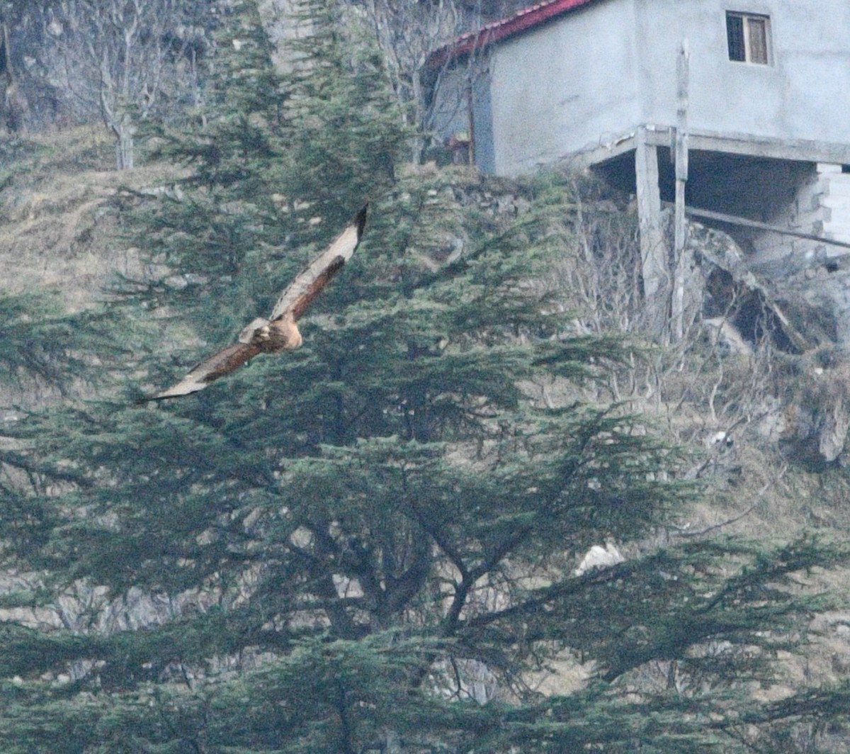 Himalayan Buzzard - ML647388205