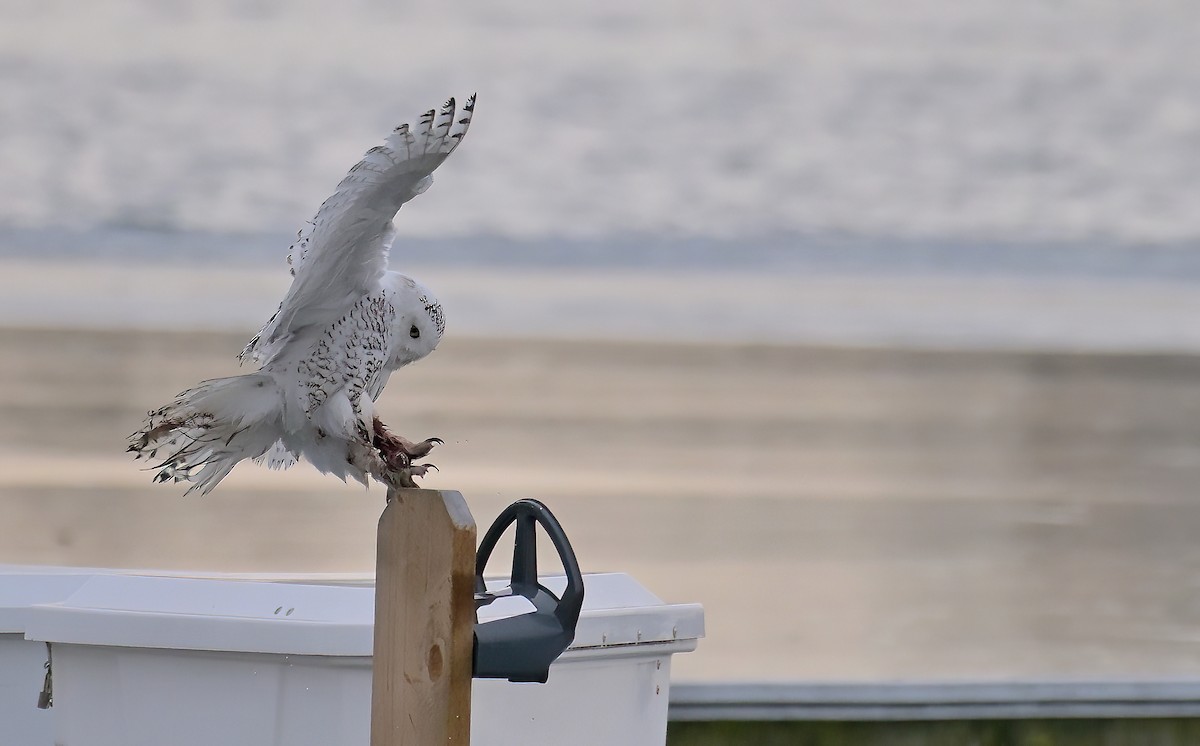 Snowy Owl - ML647388233