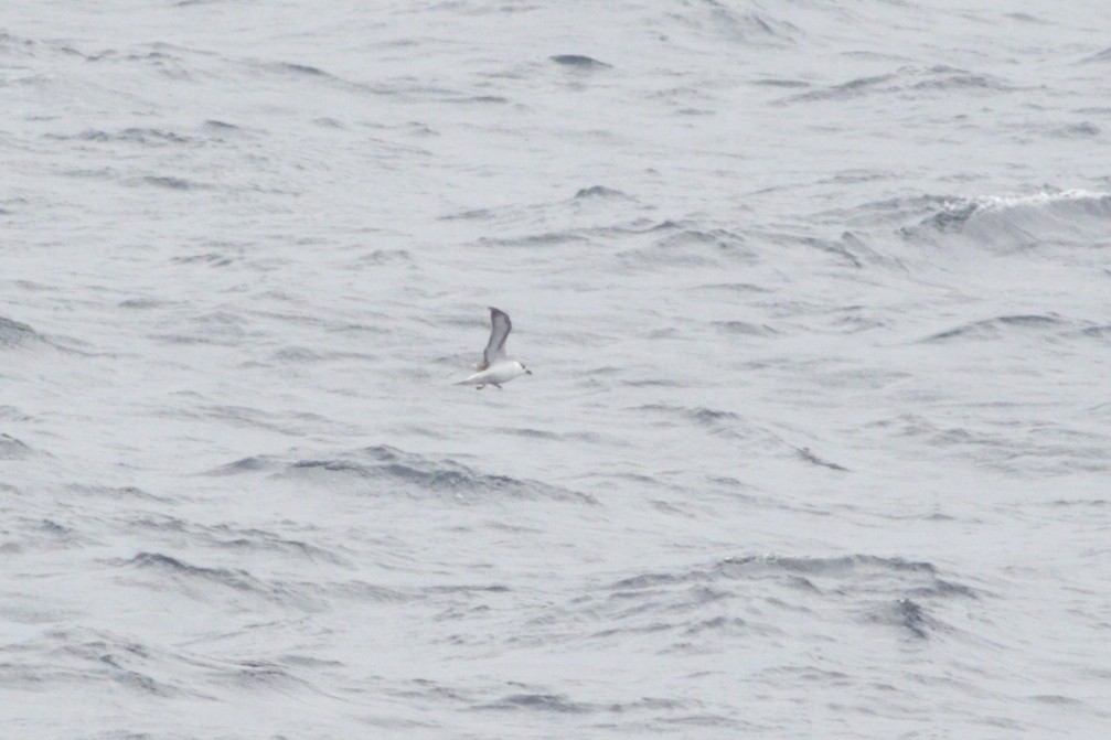 Black-capped Petrel (White-faced) - ML647388243