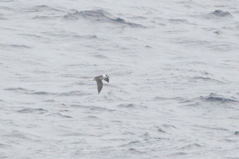 Black-capped Petrel (White-faced) - ML647388244