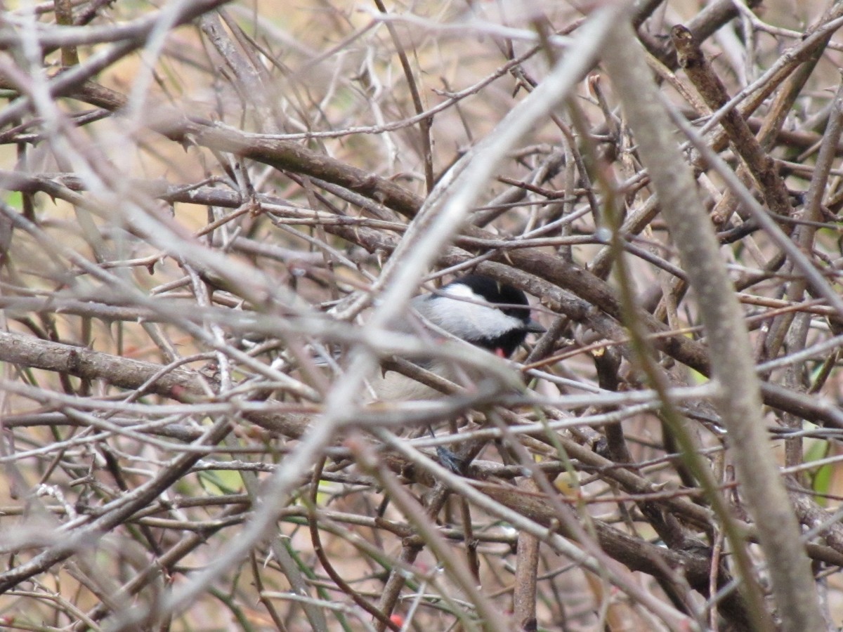 Carolina Chickadee - ML647388251