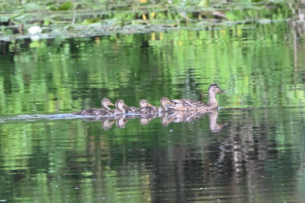 kachna divoká - ML647388254