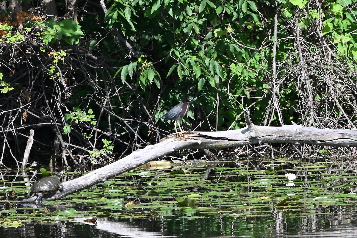 volavka zelenavá - ML647388256