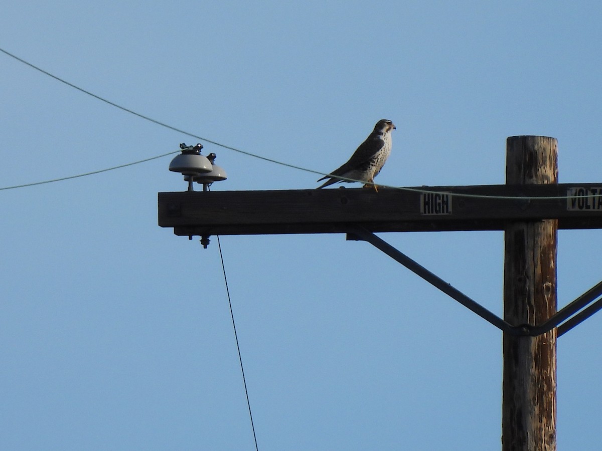 Prairie Falcon - ML647388266