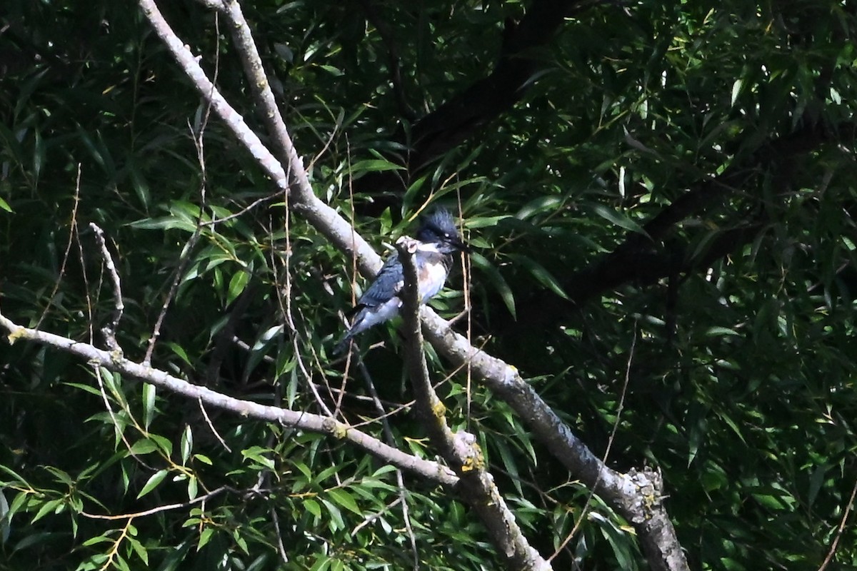 rybařík pruhoprsý - ML647388268