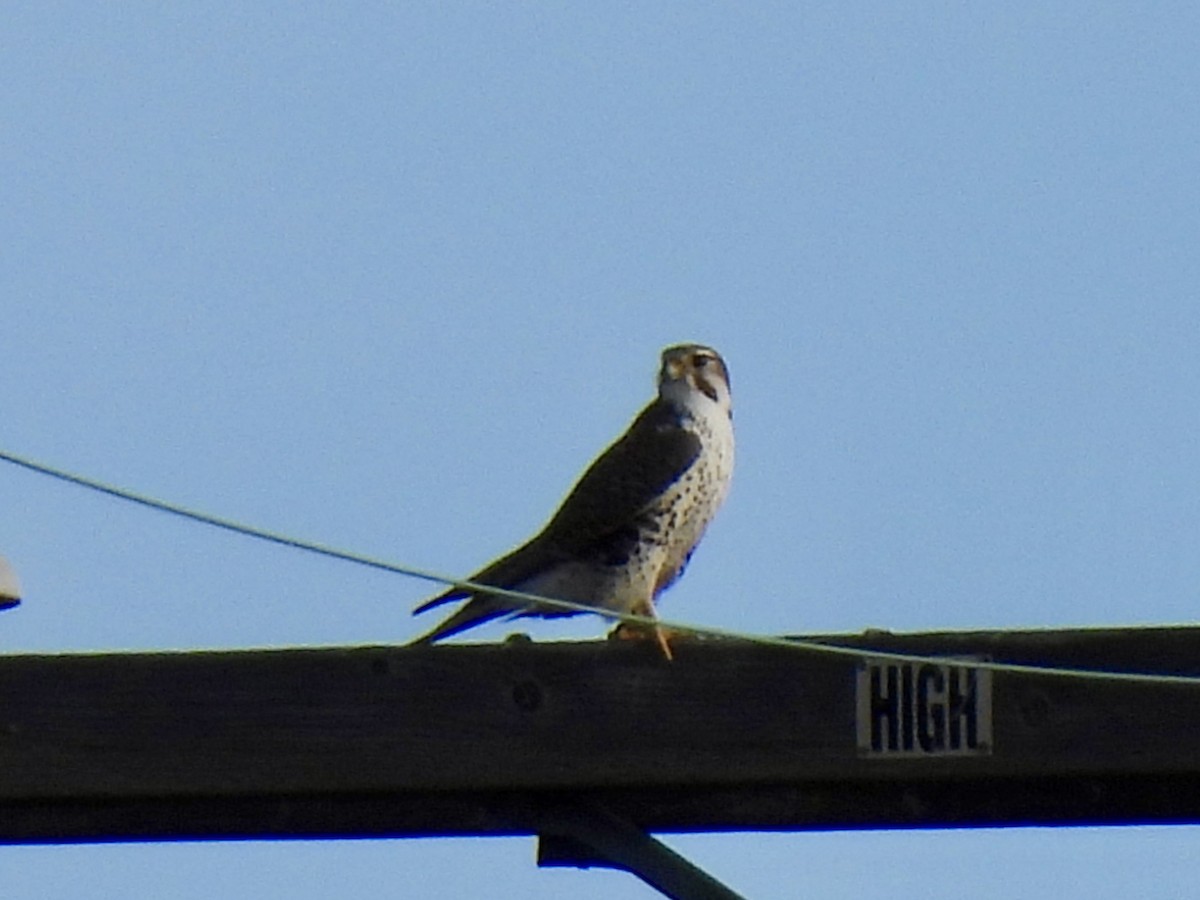 Prairie Falcon - ML647388280