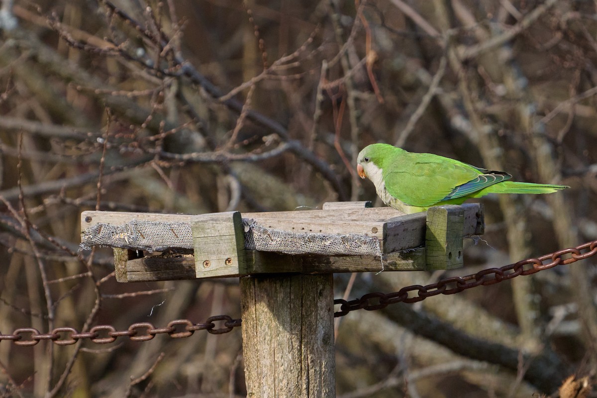 Попугай-монах - ML647388282