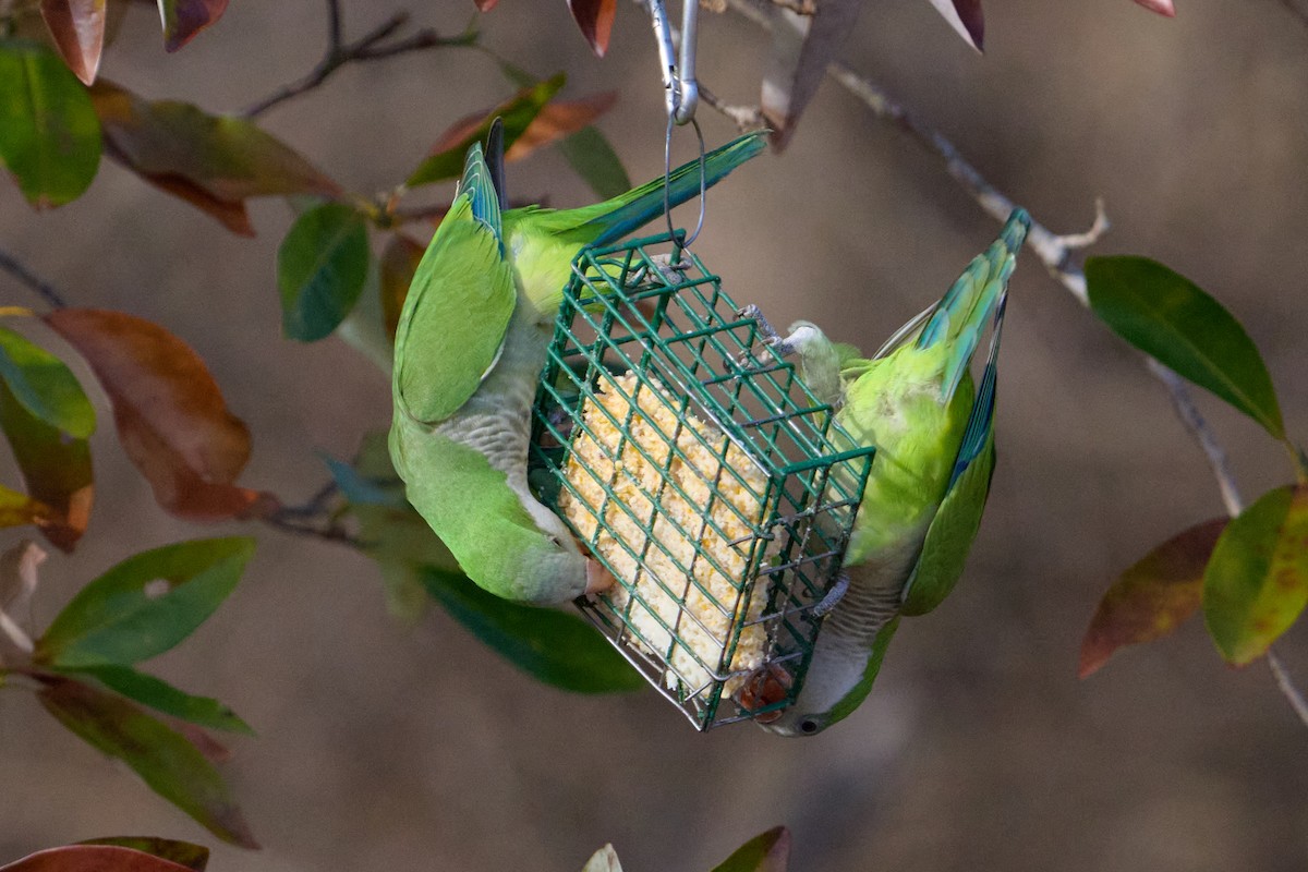 Попугай-монах - ML647388283