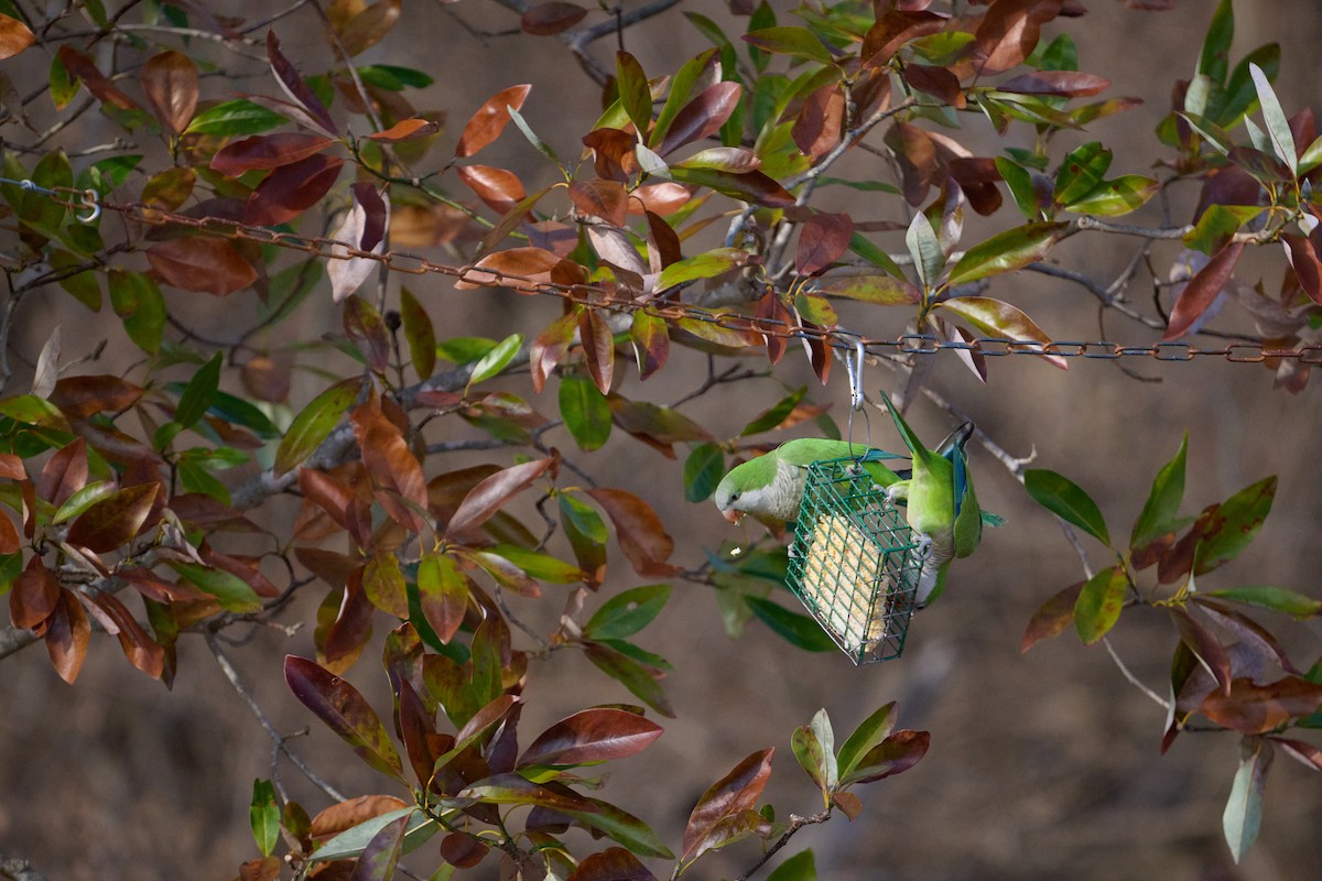 Попугай-монах - ML647388284