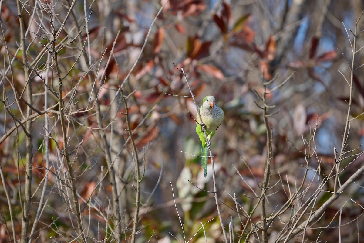 Попугай-монах - ML647388285