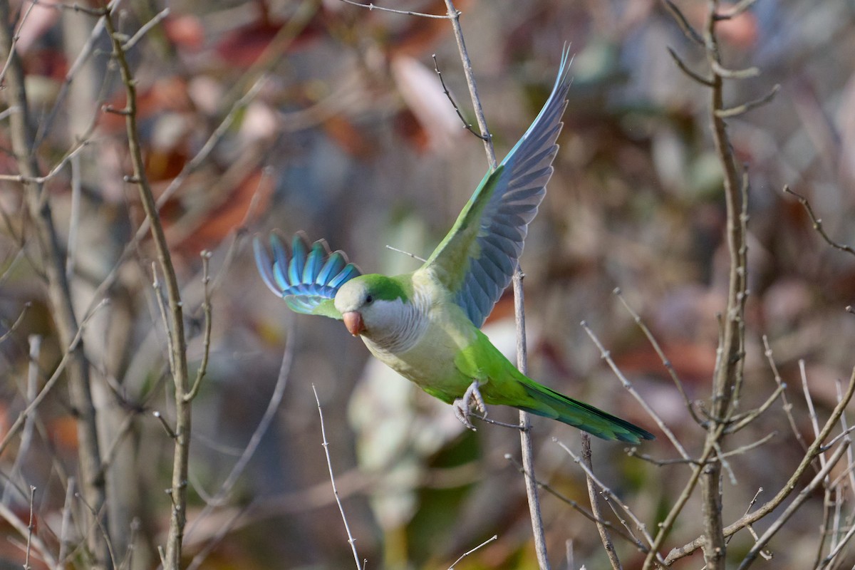 Попугай-монах - ML647388286