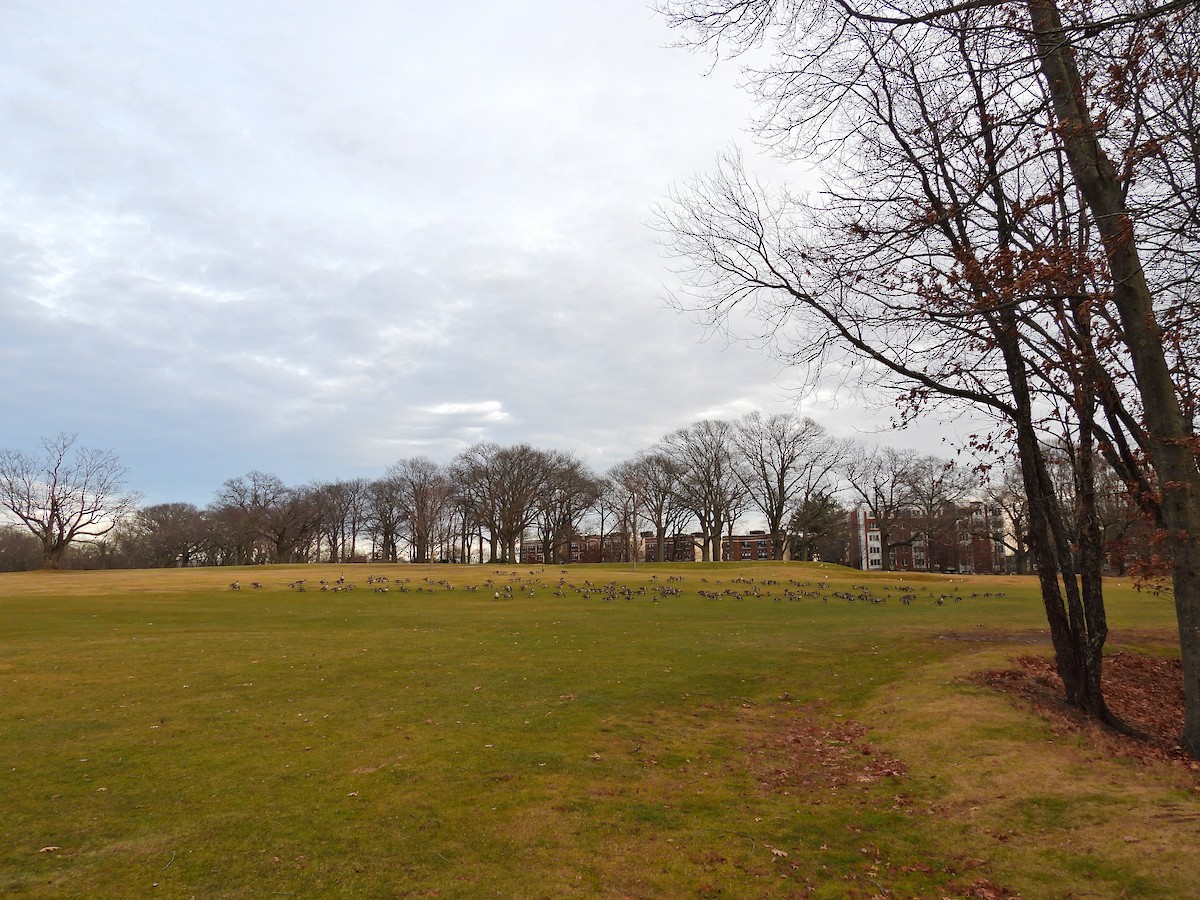 Canada Goose - ML647388288