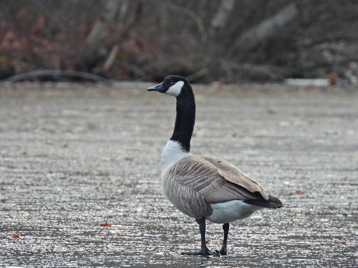 Canada Goose - ML647388289