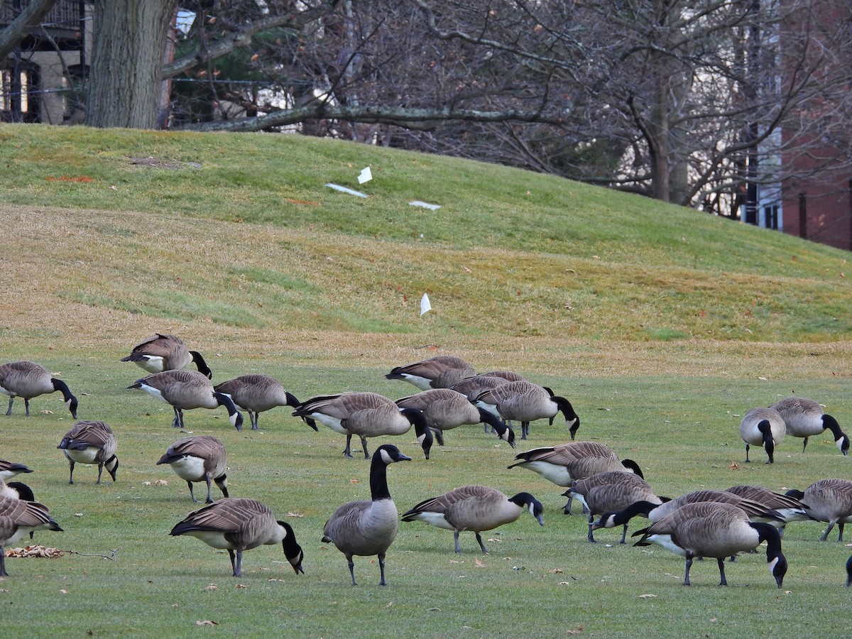 Canada Goose - ML647388290