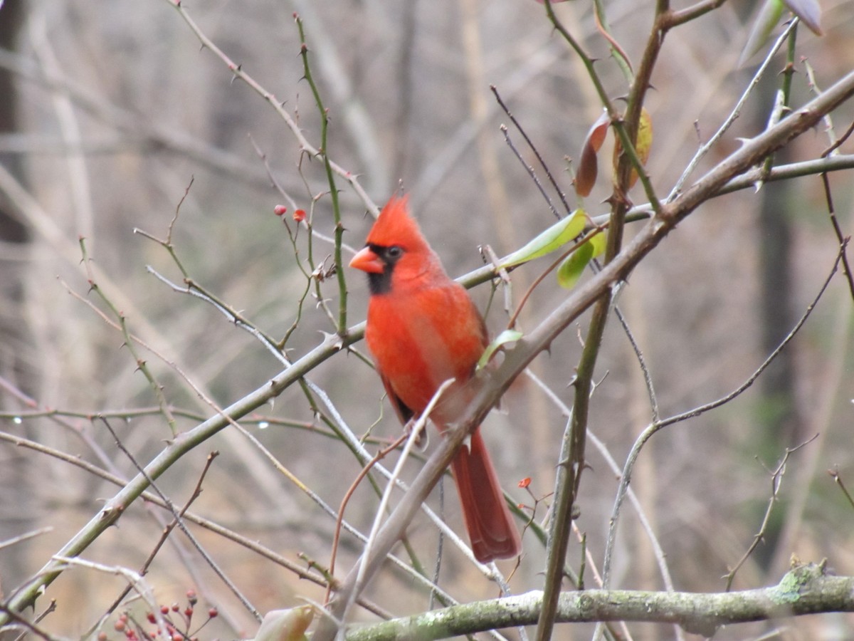 Northern Cardinal - ML647388302