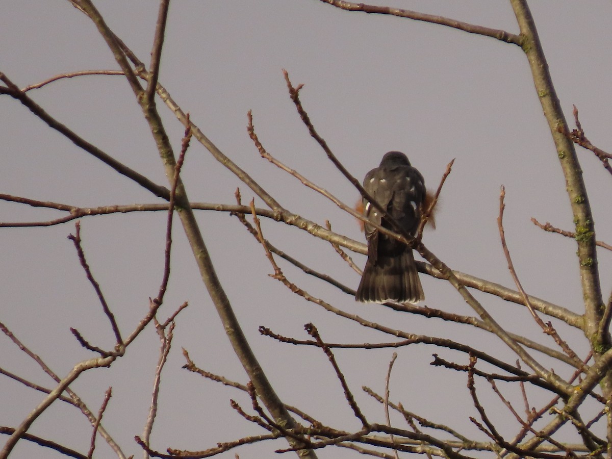 Sharp-shinned/Cooper's Hawk - ML647388304
