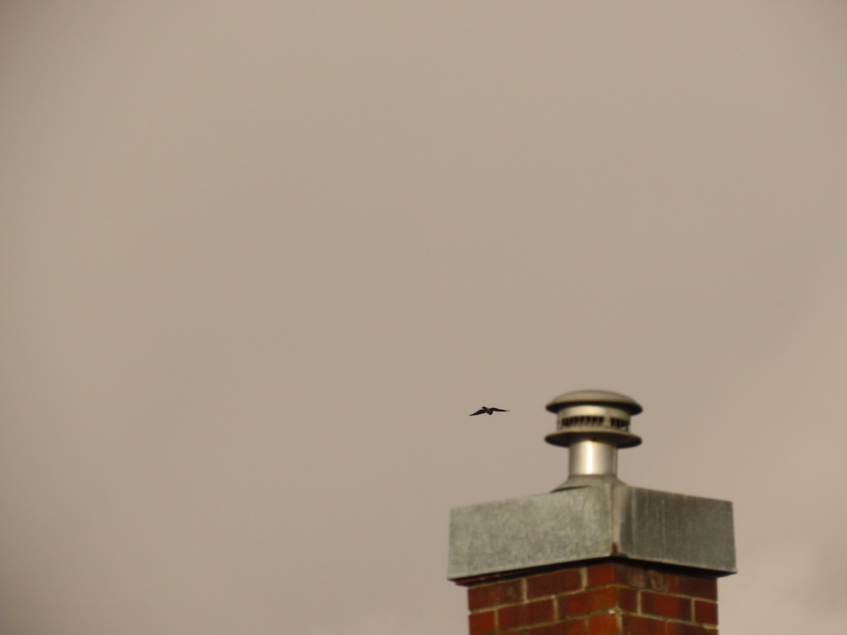 Sharp-shinned/Cooper's Hawk - ML647388309