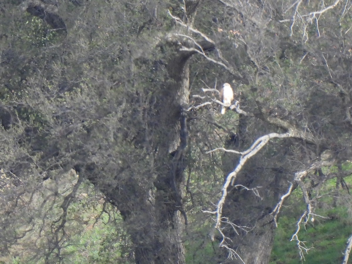 Ferruginous Hawk - ML647388312