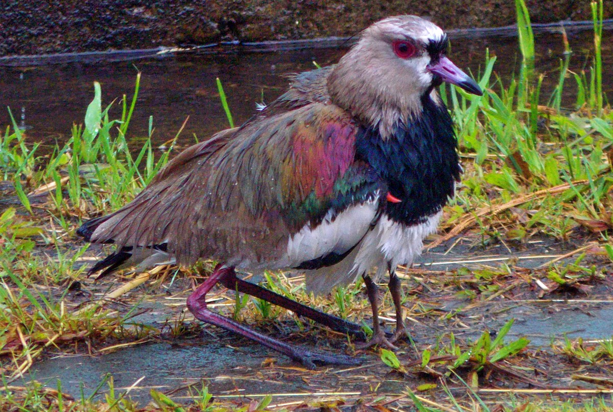 Bronzekiebitz - ML647388313