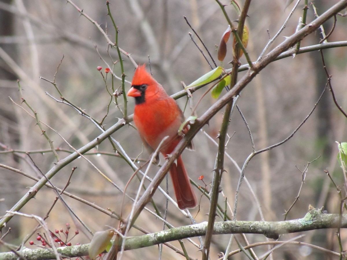 Northern Cardinal - ML647388315