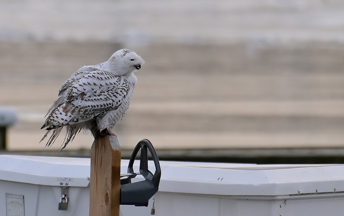 Snowy Owl - ML647388318
