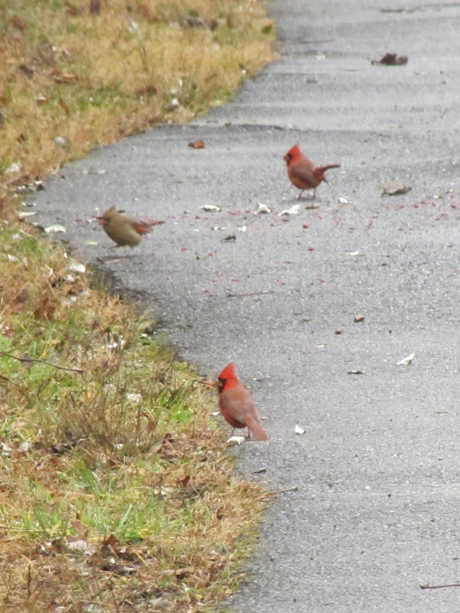 Northern Cardinal - ML647388330
