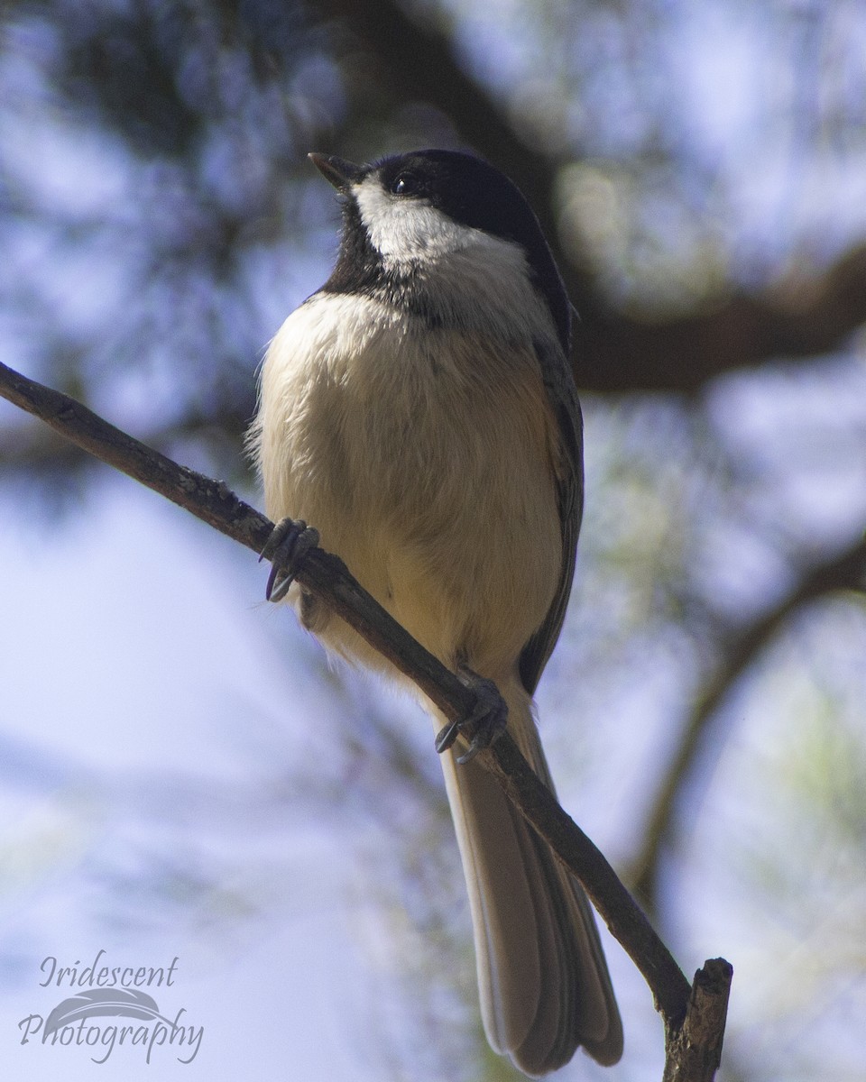 Carolina Chickadee - ML647388342