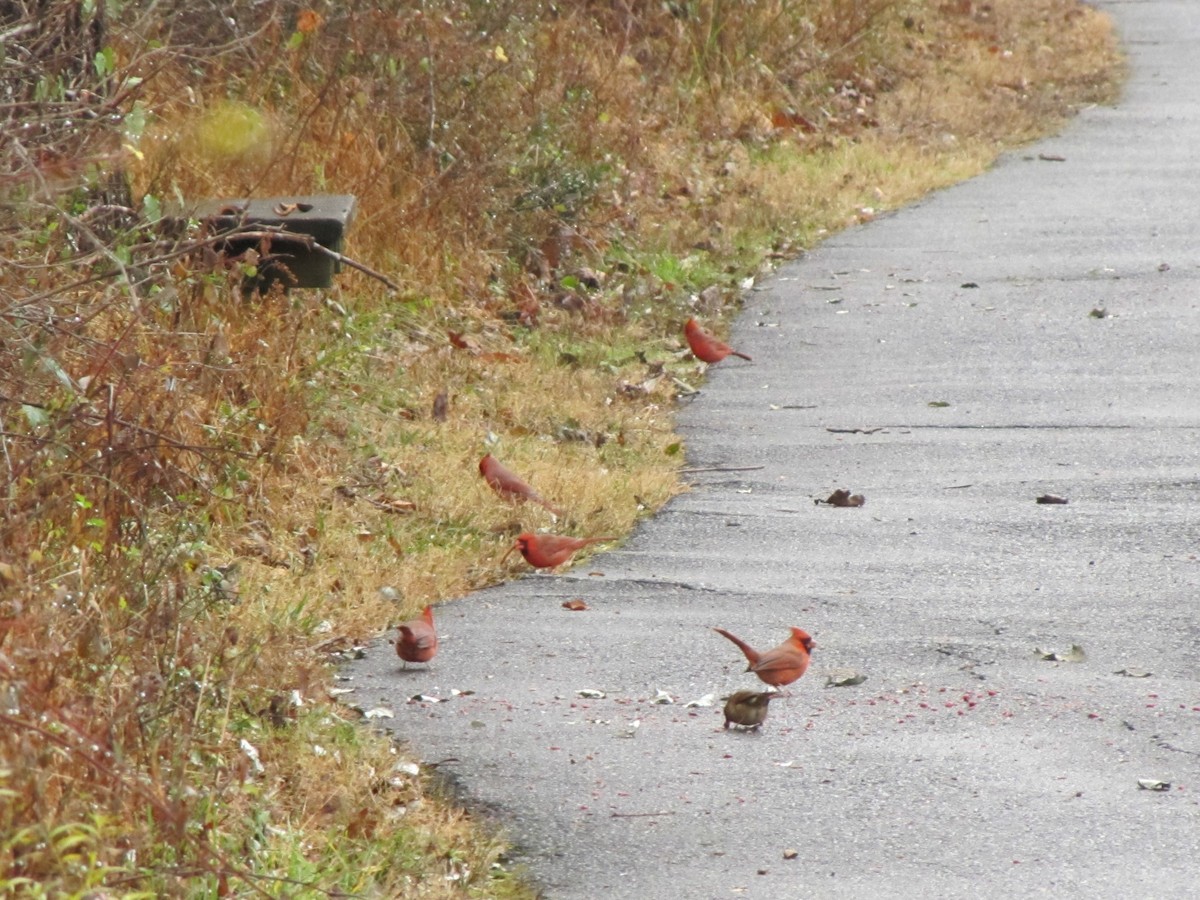 Northern Cardinal - ML647388348