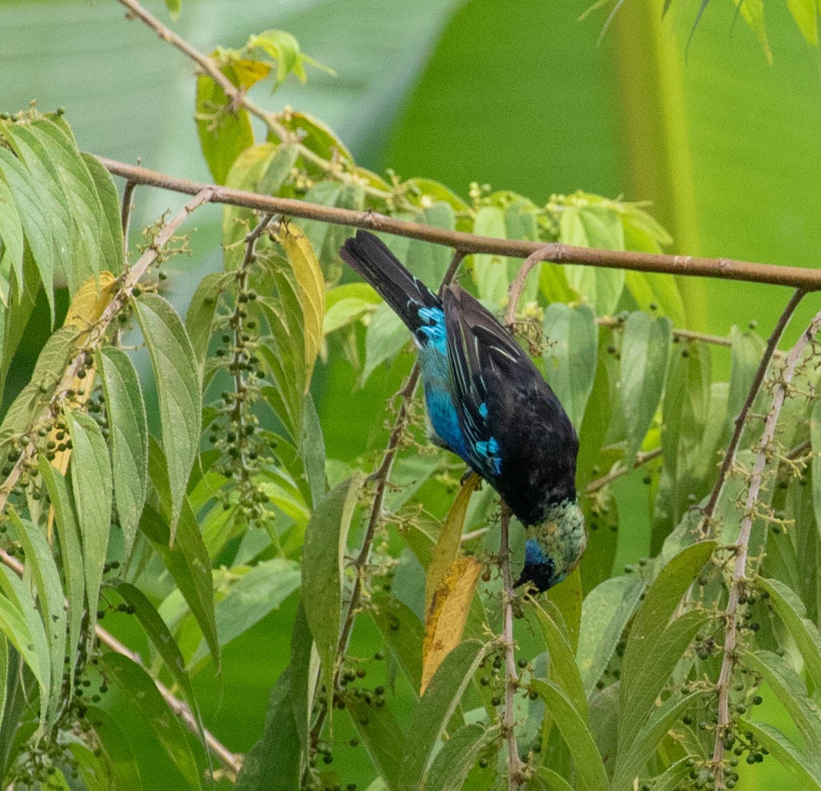 Golden-hooded Tanager - ML647388378