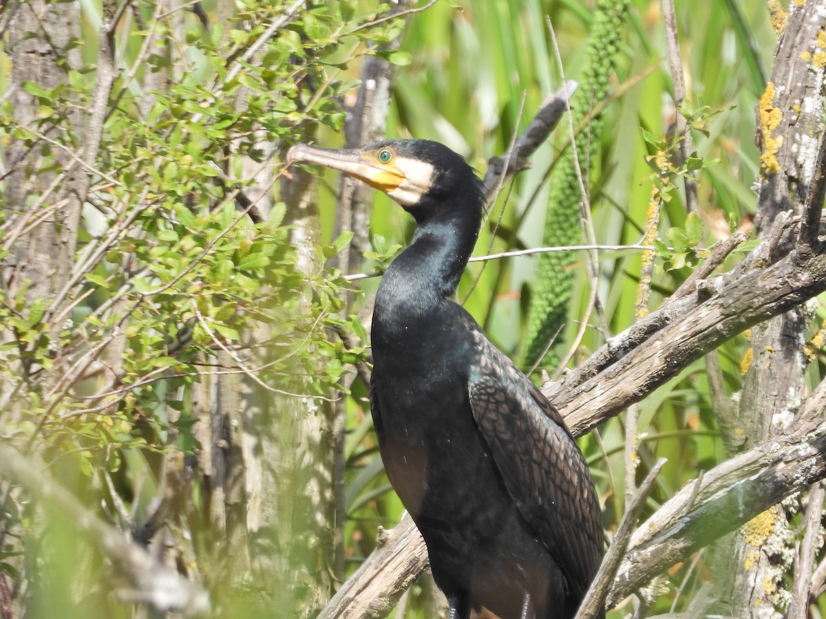 Great Cormorant (Australasian) - ML647388379