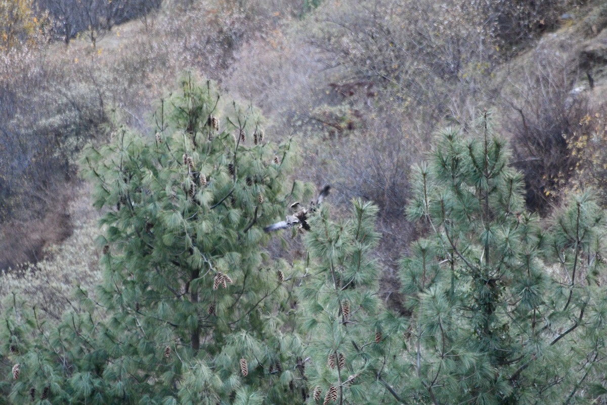 Himalayan Buzzard - ML647388390