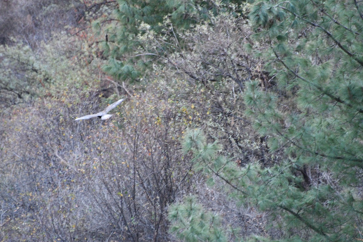 Himalayan Buzzard - ML647388391