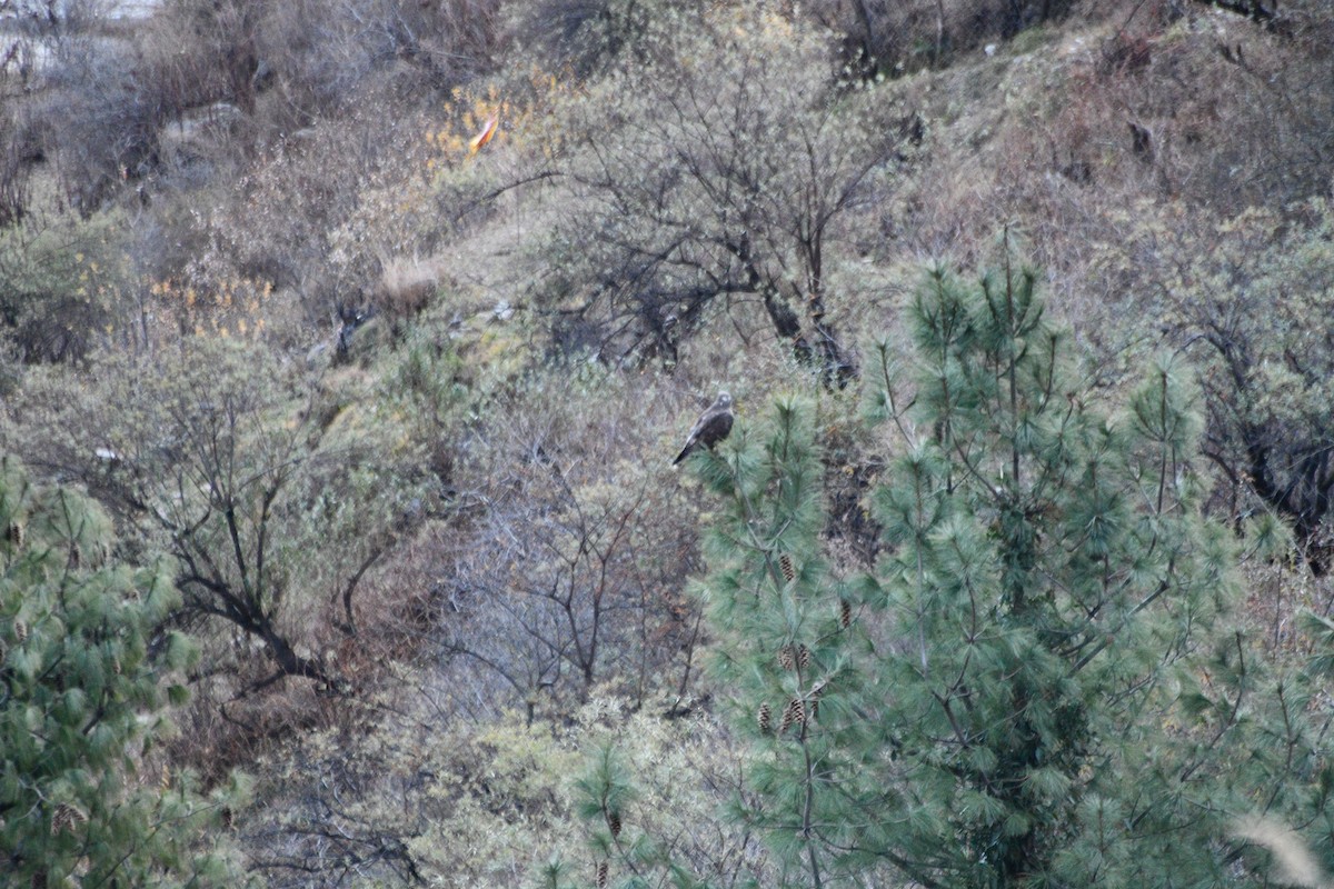 Himalayan Buzzard - ML647388392