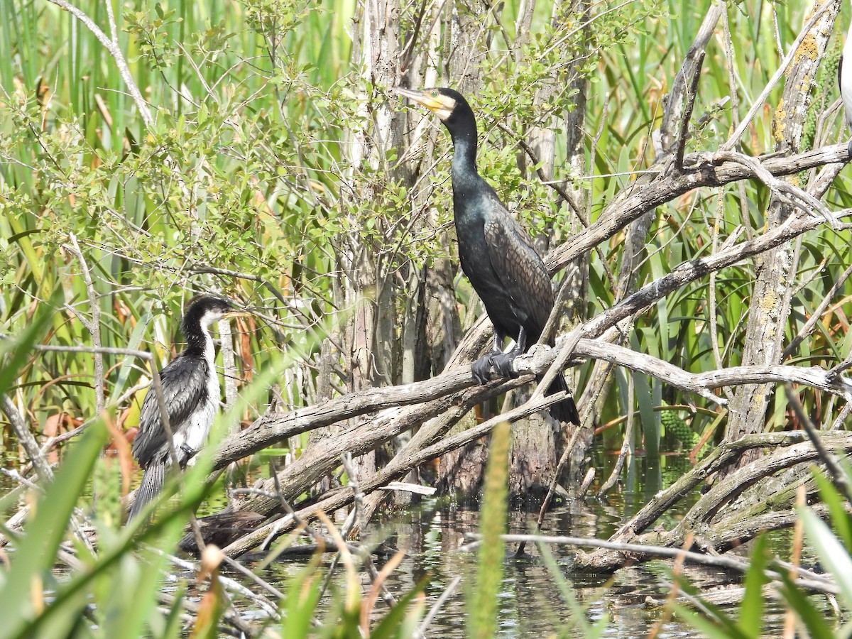 Great Cormorant (Australasian) - ML647388393