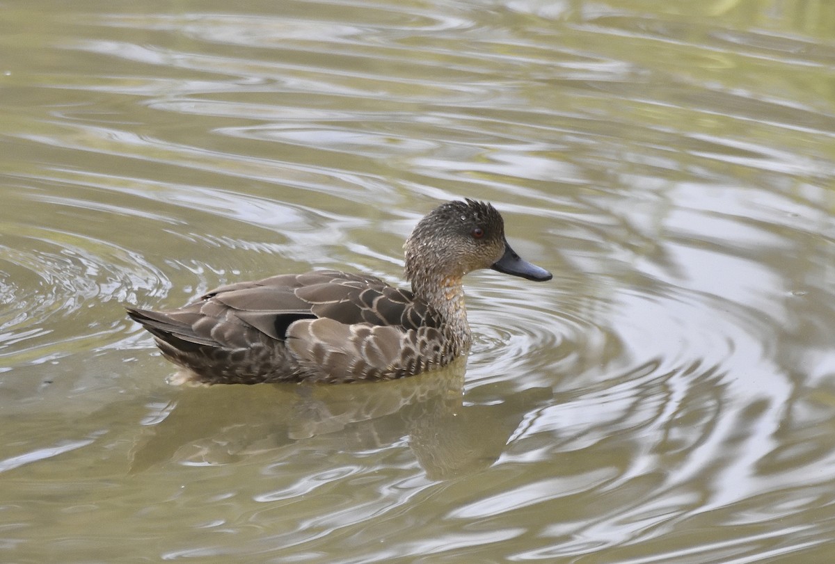 Sarcelle australasienne - ML647388394