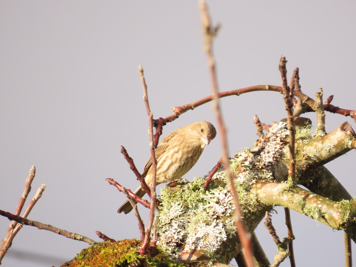 House Finch - ML647388420