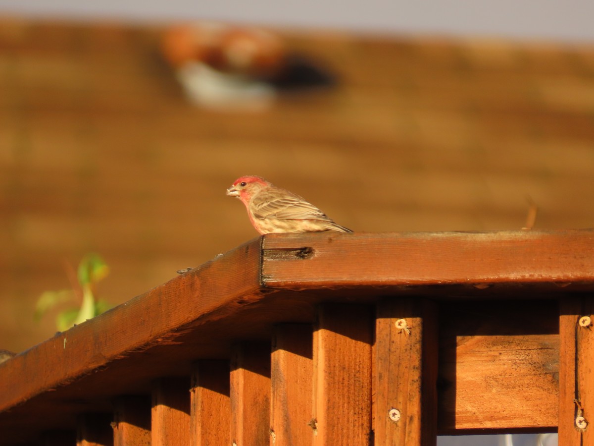 House Finch - ML647388421