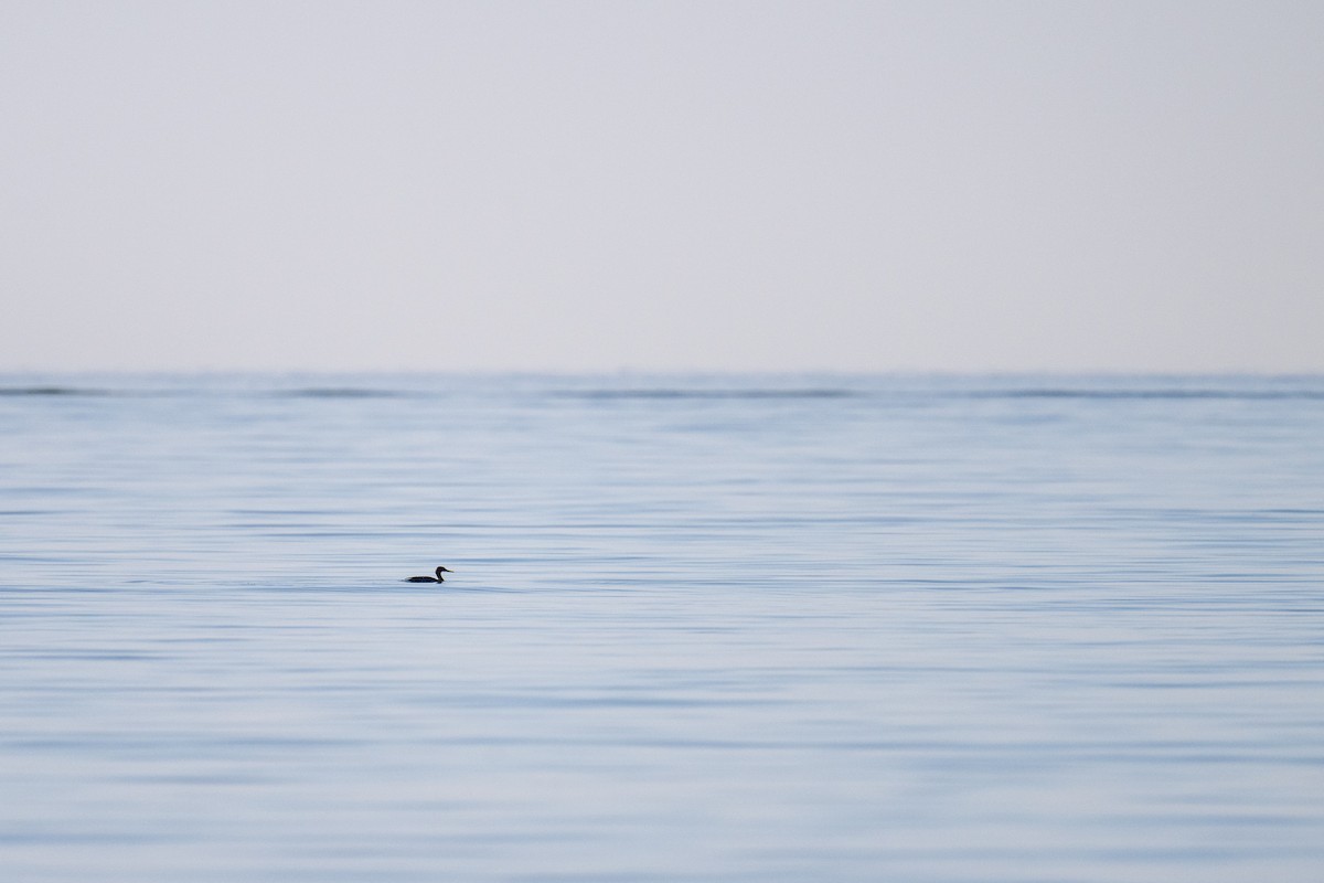 Serreta Mediana - ML647388424