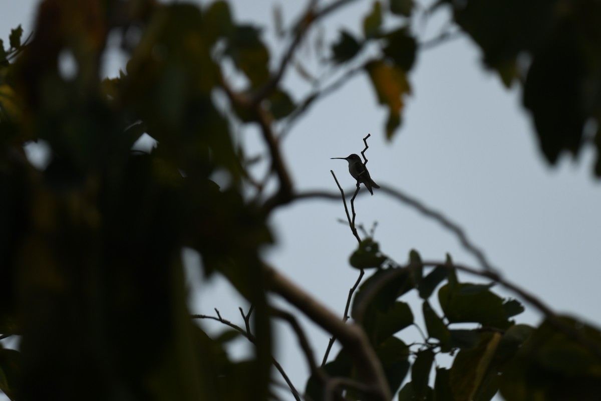 Ruby-throated Hummingbird - ML647388428